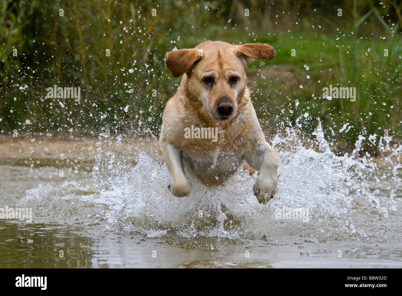 Labrador jumping into water Stock Photo