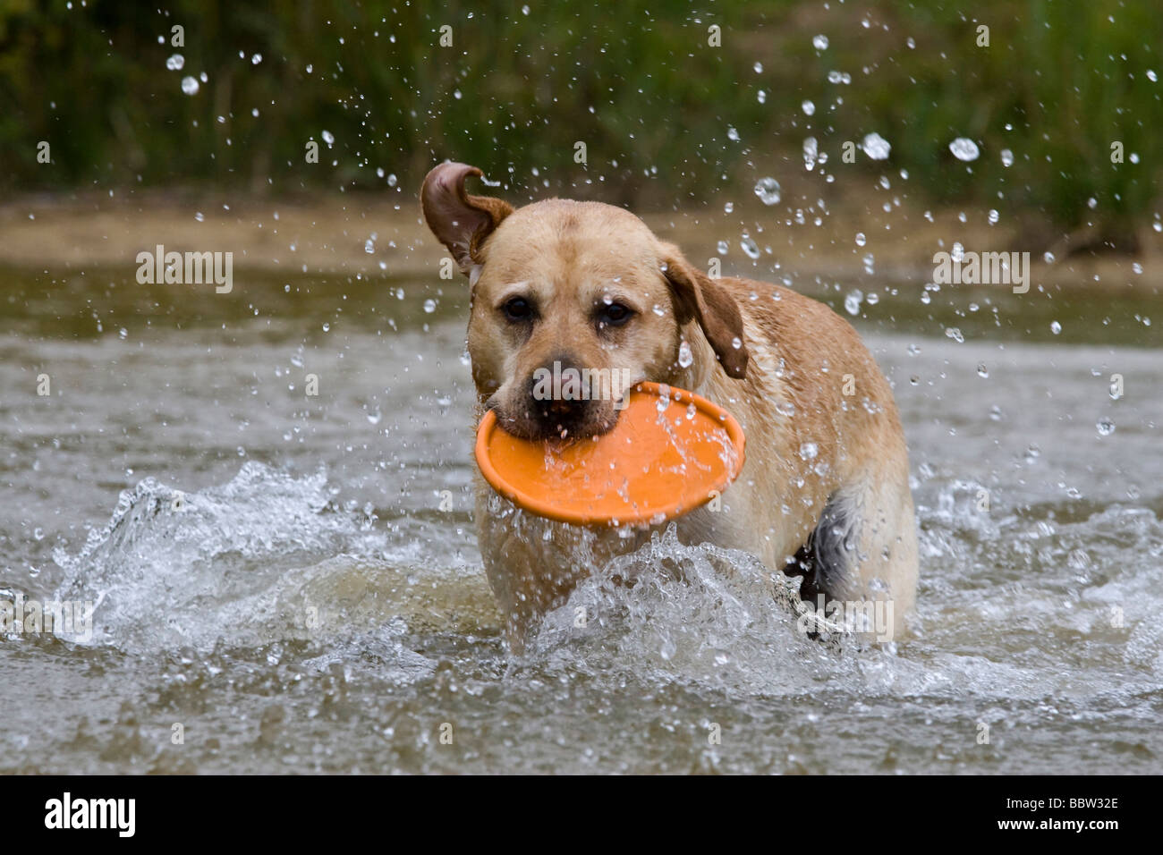 labrador frisbee