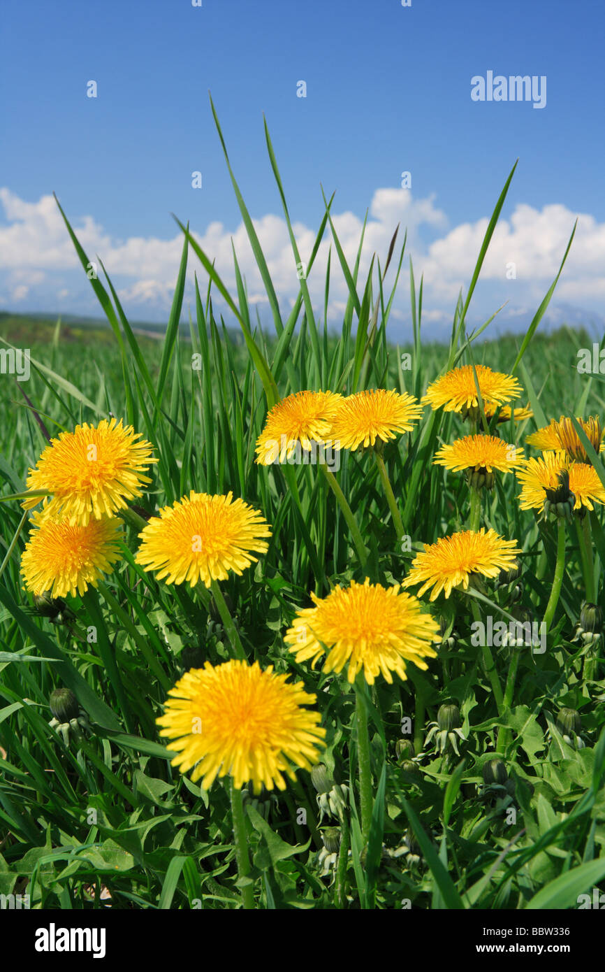 Yellow flowers in a meadow hi-res stock photography and images - Alamy