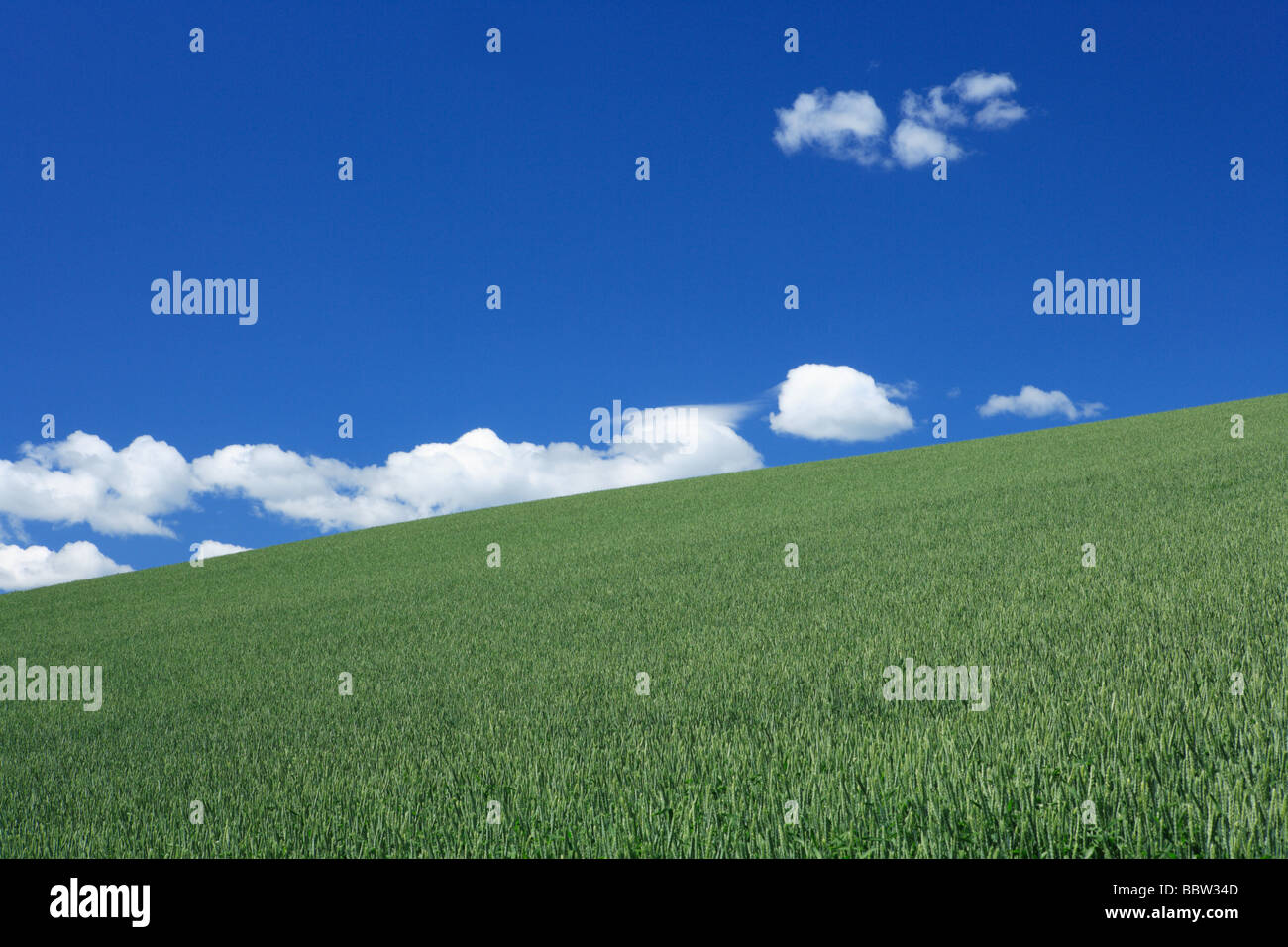 Plants growing in a field against blue sky Stock Photo