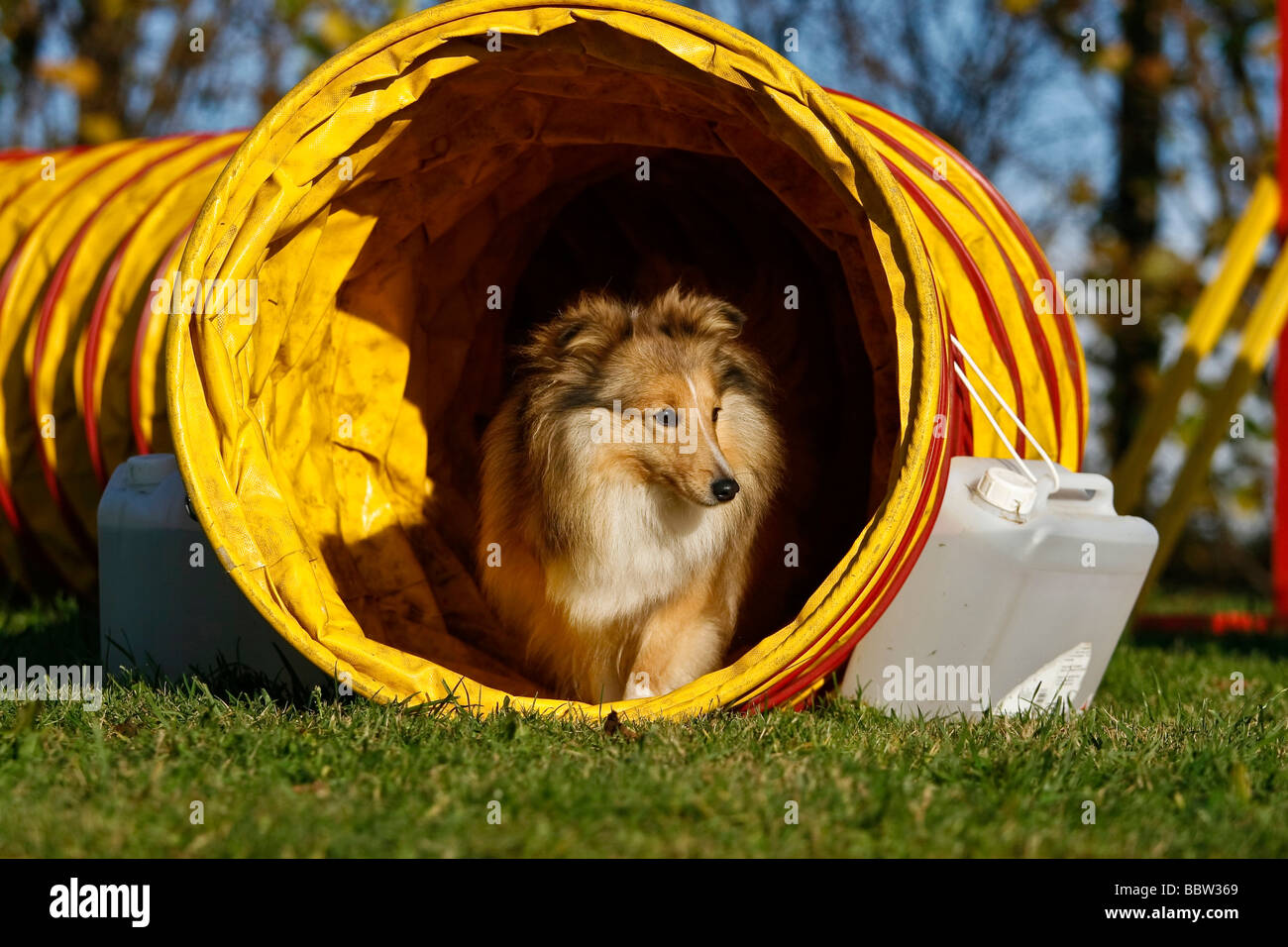 Sheltie or Shetland Sheepdog in a tunnel on an agility course Stock Photo