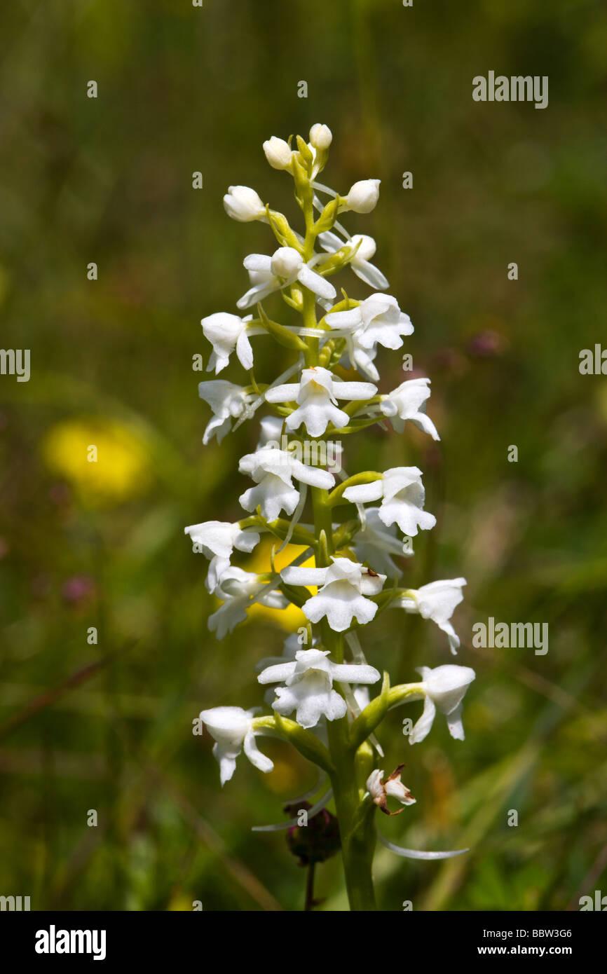 White Fragrant Orchid Stock Photo