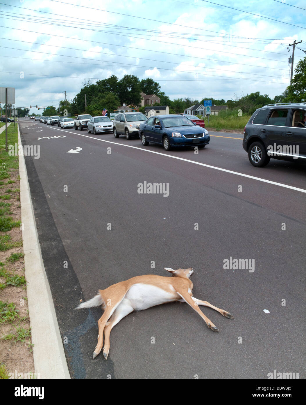 Dead Deer On Public Road In Suburban Pennsylvania Usa BBW3J5 
