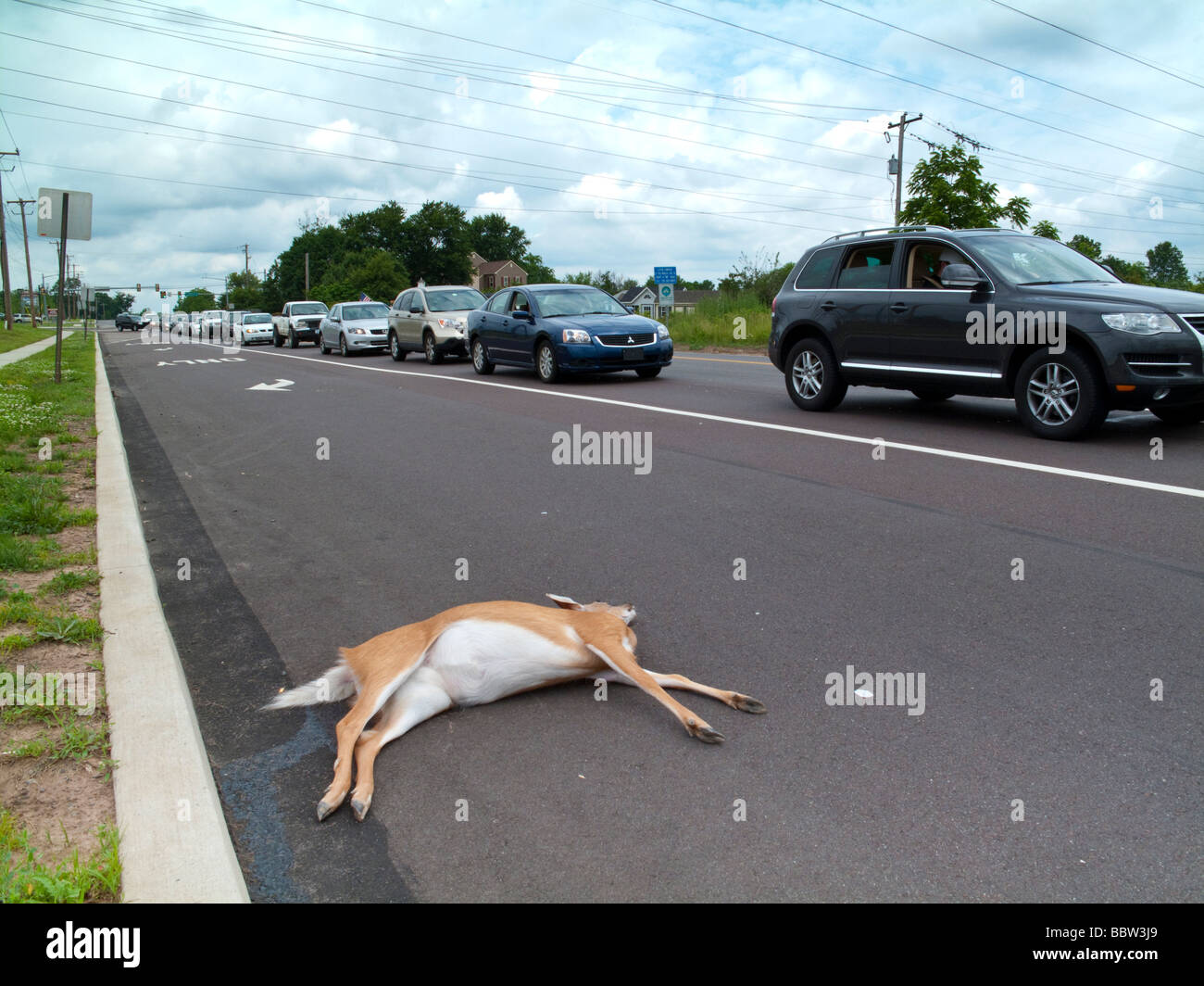 Dead deer roadside hires stock photography and images Alamy