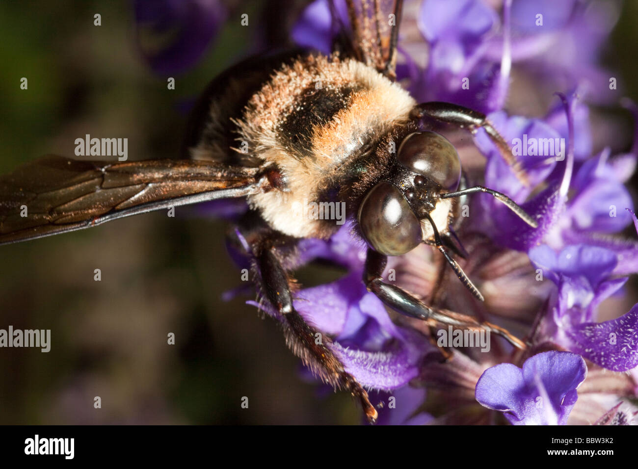 bee gathering pollen on silvia flowers Stock Photo