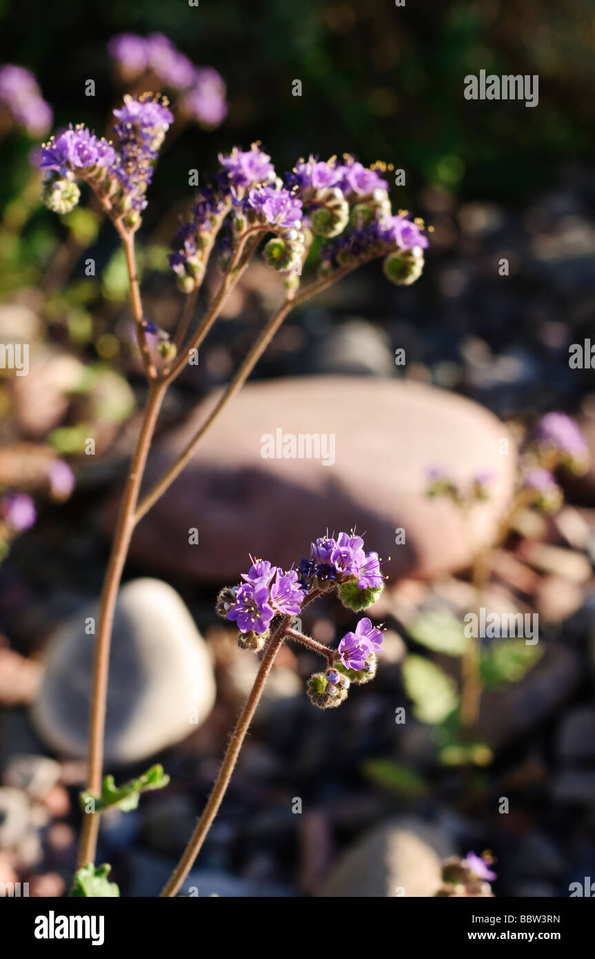 Scorpionweed in a dry wash with river rocks Stock Photo