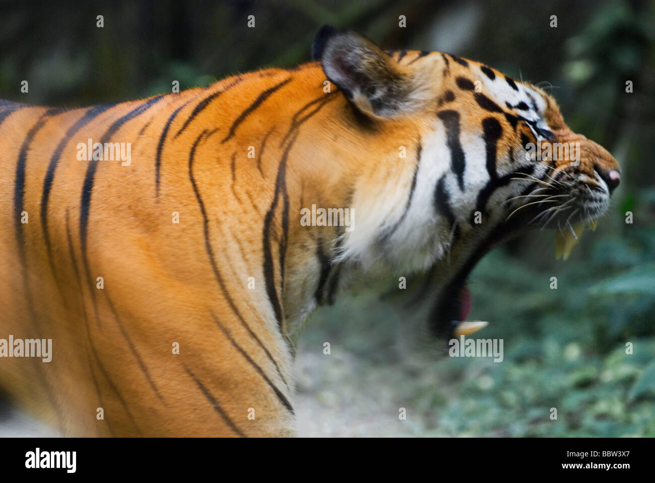 Malayan tiger Stock Photo