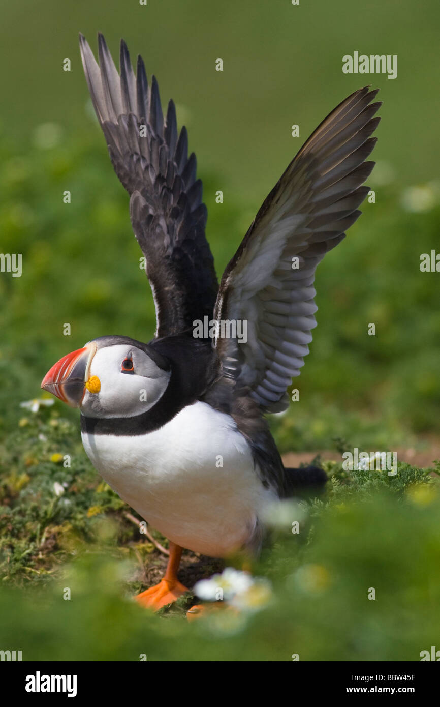Atlantic Puffin (Fratercula arctica) stretching its wings outside of its burrow Stock Photo