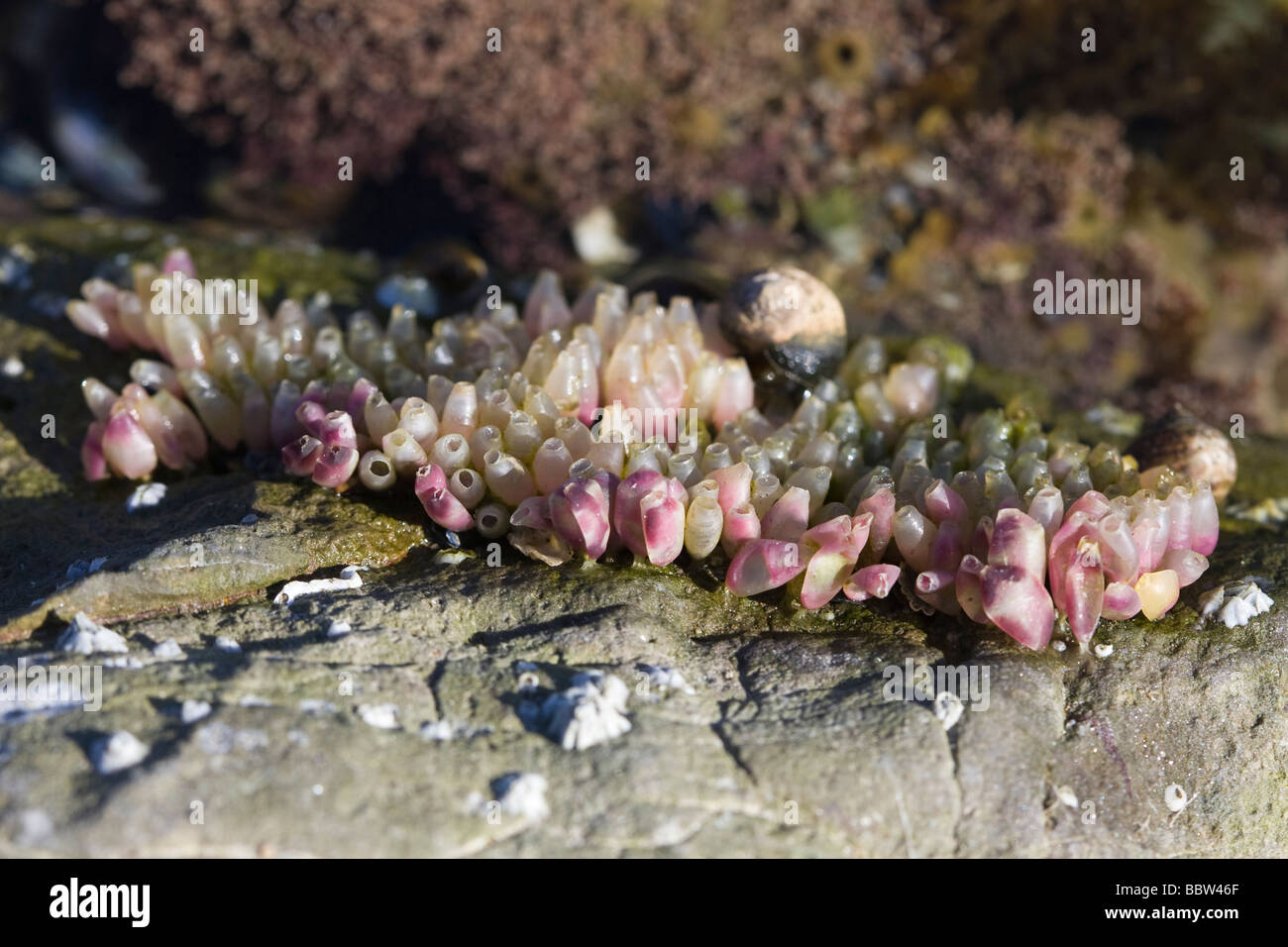 empty egg shells of a marine gastropod snail in a tidal rock pool Stock Photo