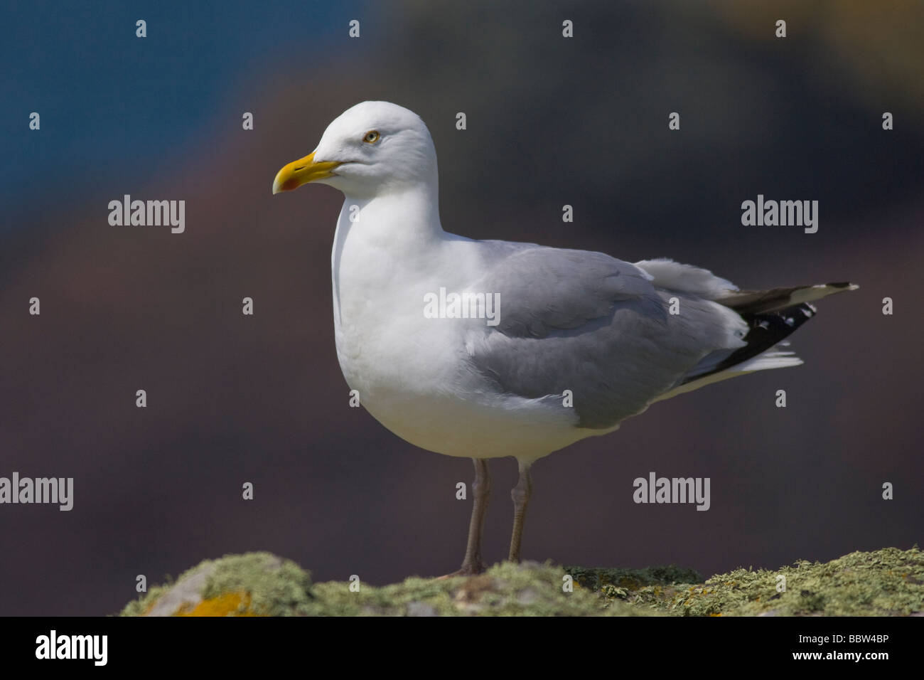 Adult Herring Gull (Larus argenteus) Stock Photo