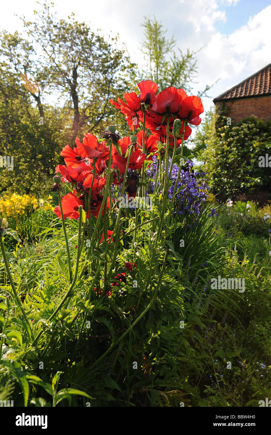 Poppies in a typical English Garden at East Lambrook Manor Gardens, South Petherton, Somerset designed by Margery Fish Stock Photo