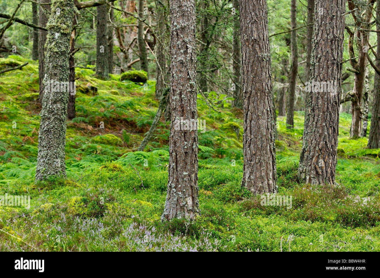 Highland Forest near Aviemore Scotland Stock Photo Alamy