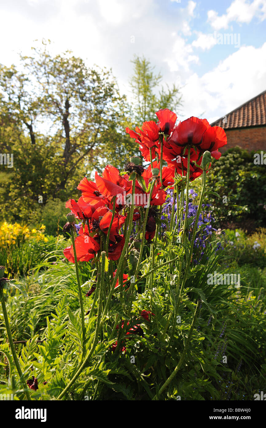 Poppies in a typical English Garden at East Lambrook Manor Gardens, South Petherton, Somerset designed by Margery Fish Stock Photo