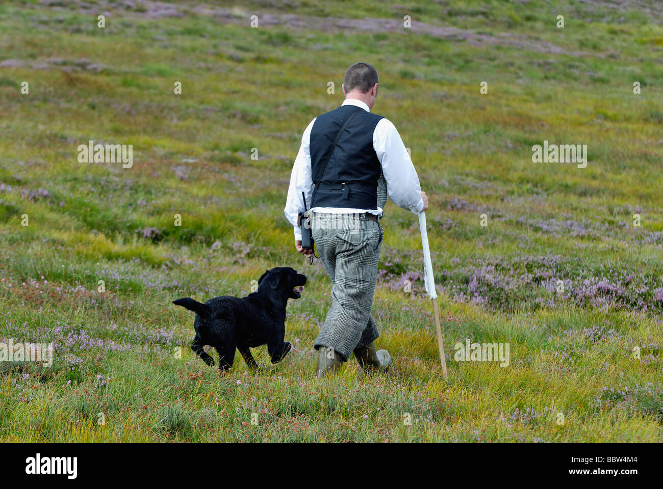 Gamekeeper Walking across Moor with Black Labrador Retriever in the Highlands of Scotland during Drive Red Grouse Shoot Stock Photo