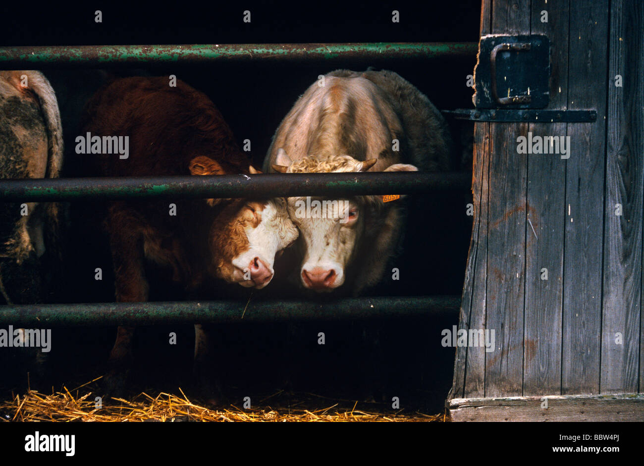 Two dairy cows rub “each other” 's heads and on a gate in a farm in Alsace, western France Stock