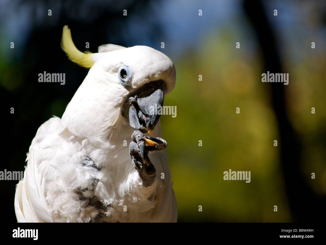 A Yellow-crested Cockatoo in Maui, Hawaii Stock Photo