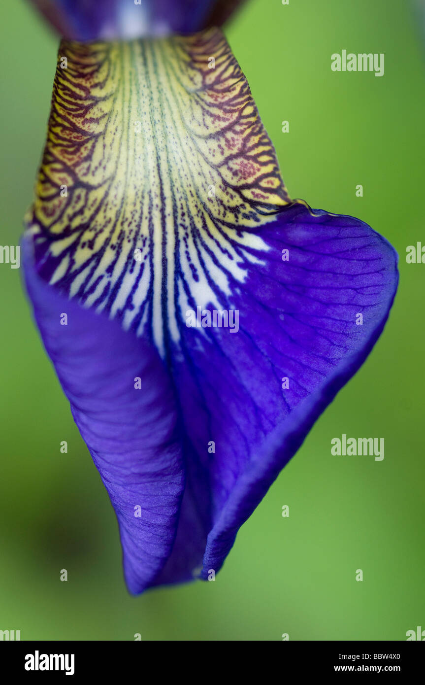 purple iris flower petal close up Stock Photo