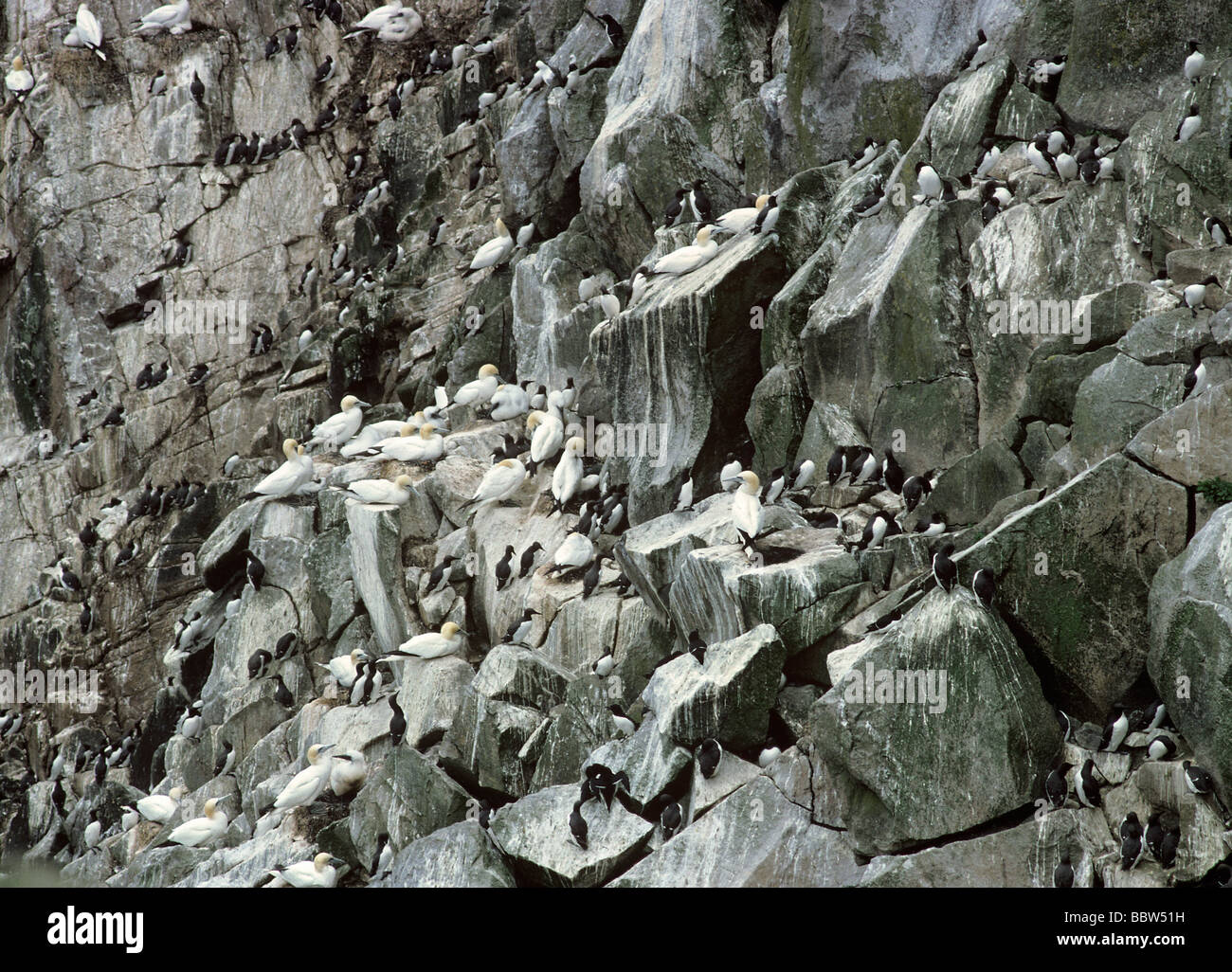 Great Saltee Island Eire Sea birds nesting on ledges gannets and guillemots Stock Photo