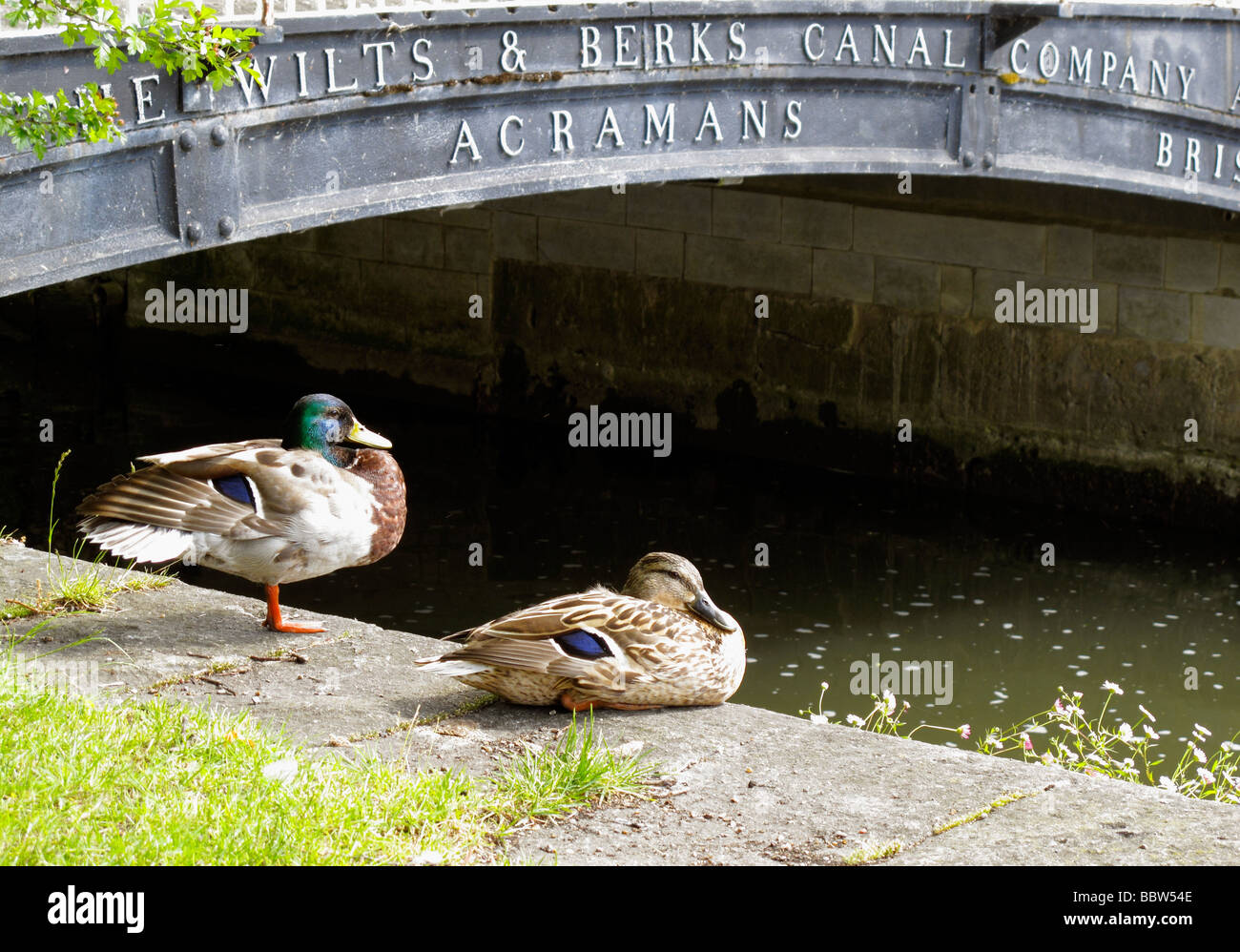 Ducks by the iron bridge over the River Ock, Abingdon Stock Photo