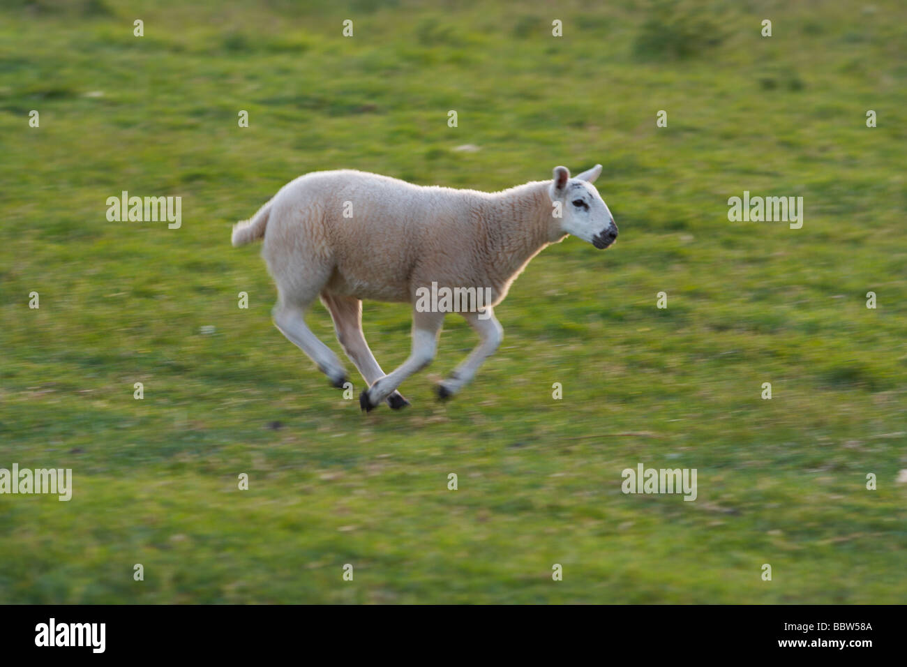 Sheep Run High Resolution Stock Photography and Images Alamy