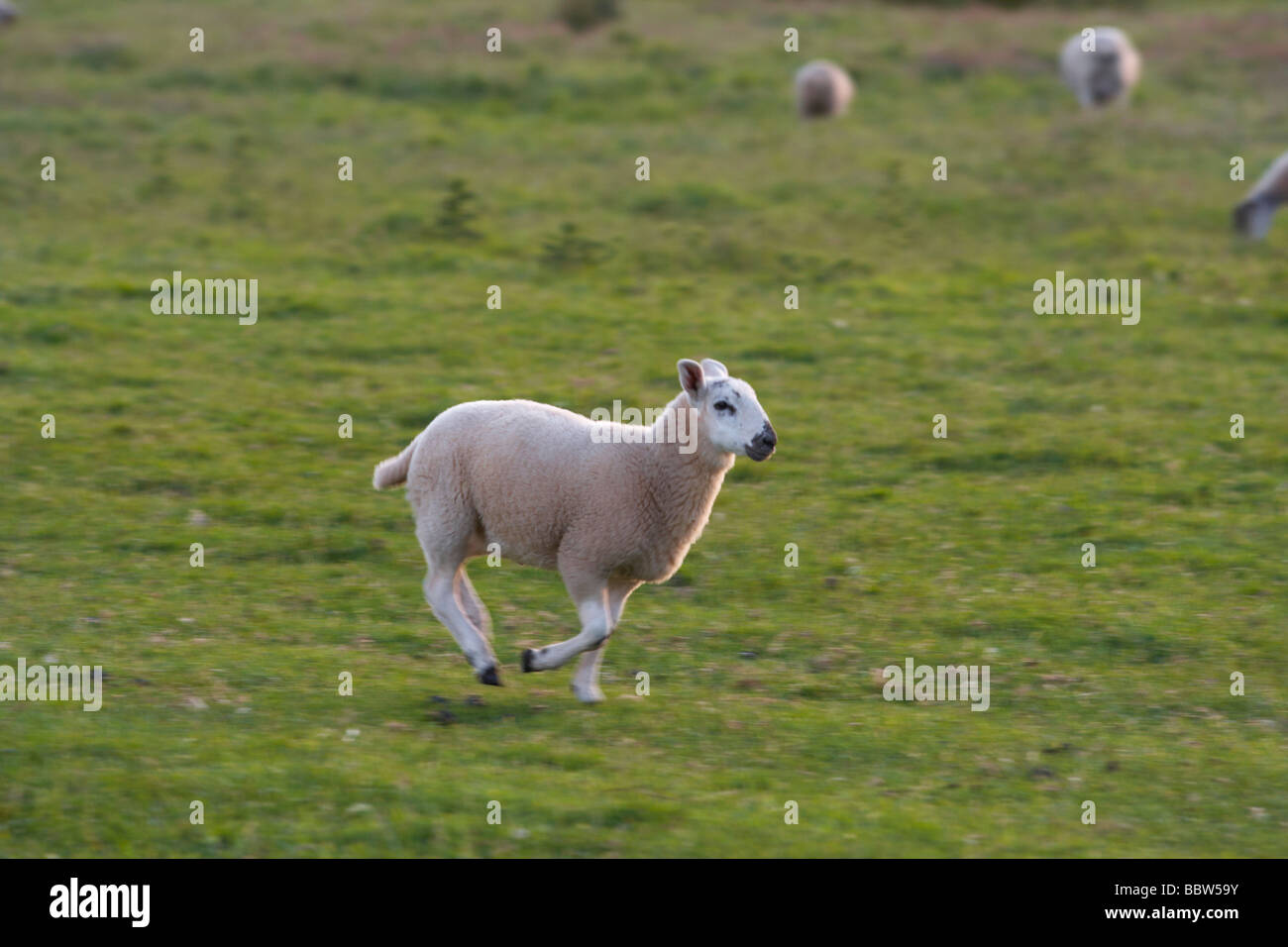 sheep run in field,looking for food,wind mill at rear,livestock,agriculture Stock Photo