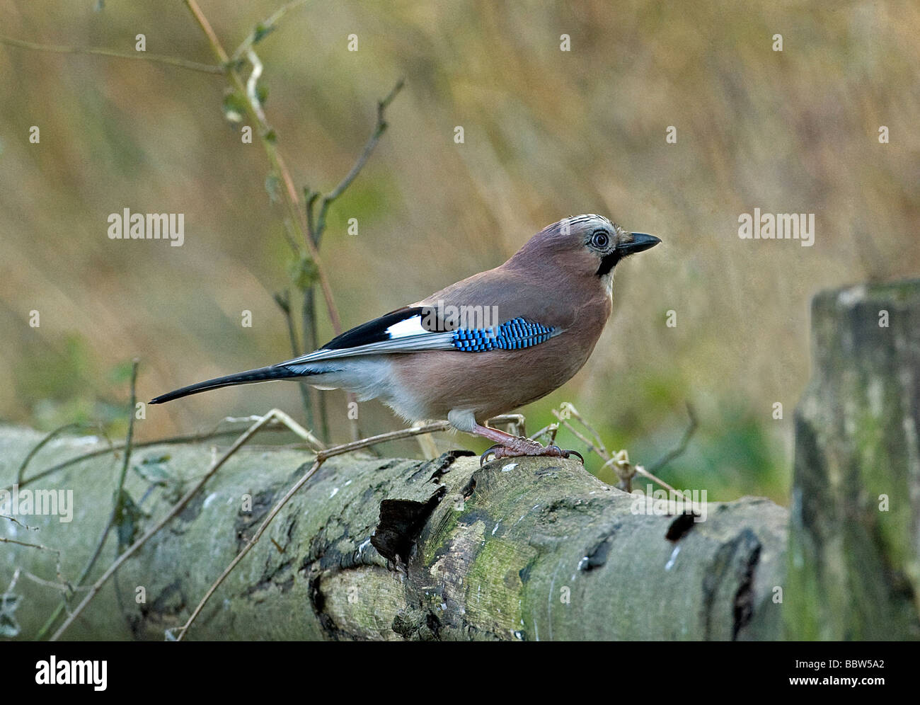 Jay Garrulus glandarius perching on fence near bird feeders Stock Photo