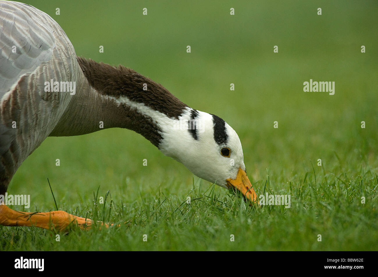 Bar headed goose Anser indicus grazing on grass with dew Stock Photo