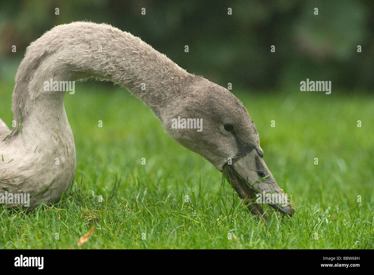 Mute swan Cygnus olor cygnet stretches foreward to graze on grass with dew early morning at Kew Stock Photo