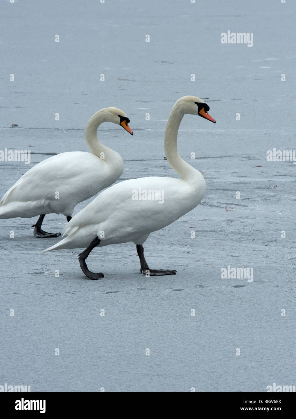 Pair of mute swans Cygnus olor walking over snow covered Lake at Kew Gardens Stock Photo