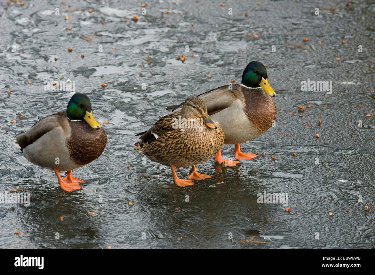 Mallards Anas platyrhynchos two drakes one duck on iced up lake at Kew Gardens Stock Photo
