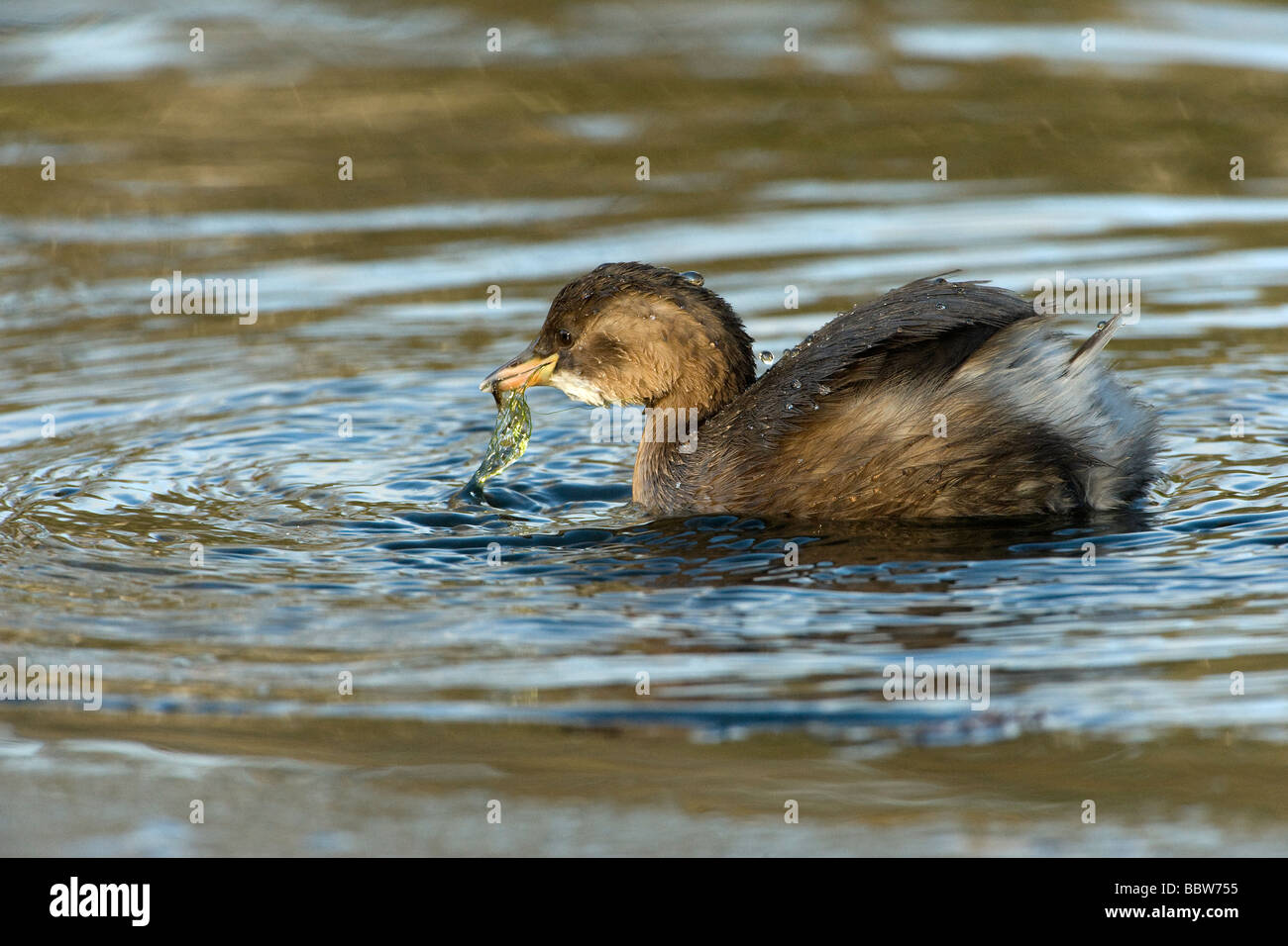 Dabchick or little grebe Tachybaptus ruficollis surfaces from the Lake in Kew Gardens with a larva alga Stock Photo