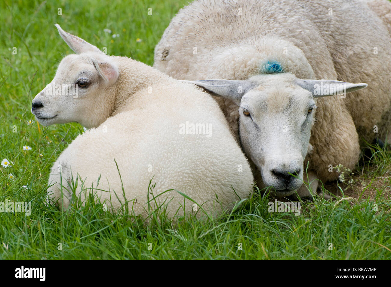 young lamb and mother sheep laying in meadow Stock Photo Alamy