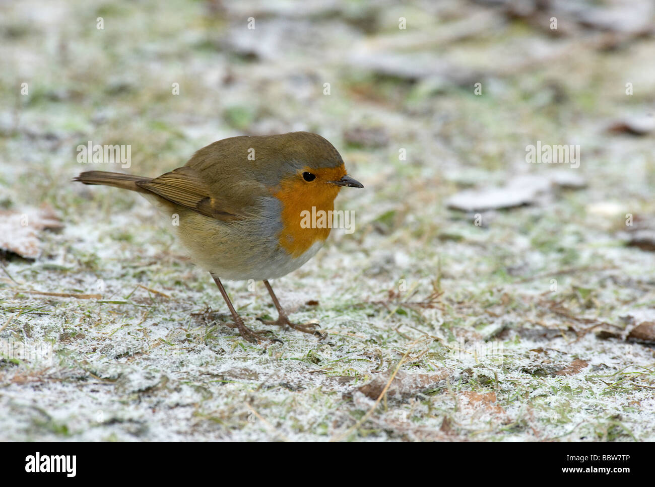 European robin Erithacus rubecula fluffed up on snow covered lawn Stock Photo