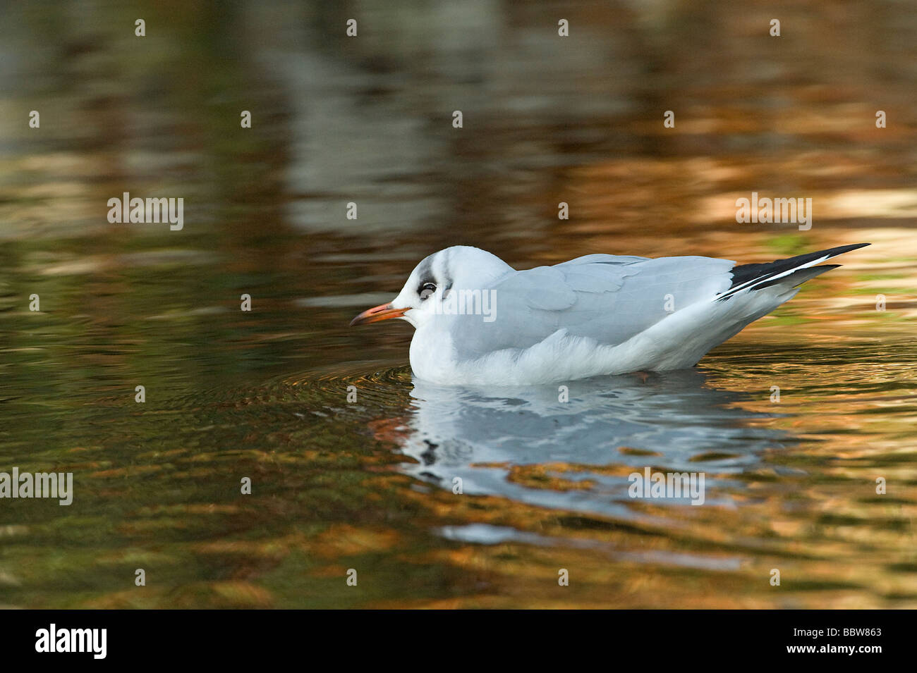 Black headed gull Larus ridibundus winter plumage adult swimming with reflection Stock Photo