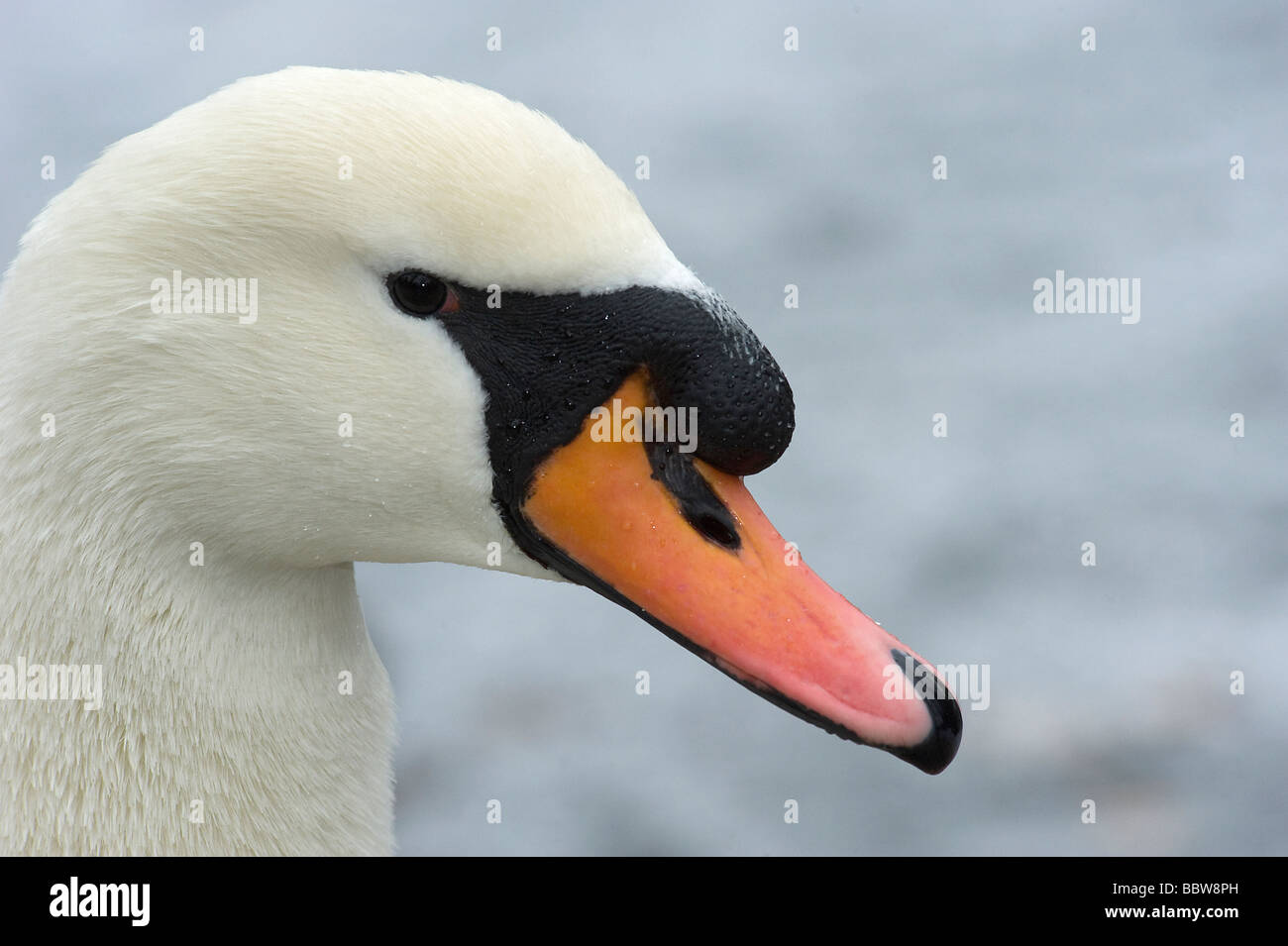 Male mute swan Cygnus olor is known as a cob and has a more prominant black knob above the bill then the female or een Stock Photo