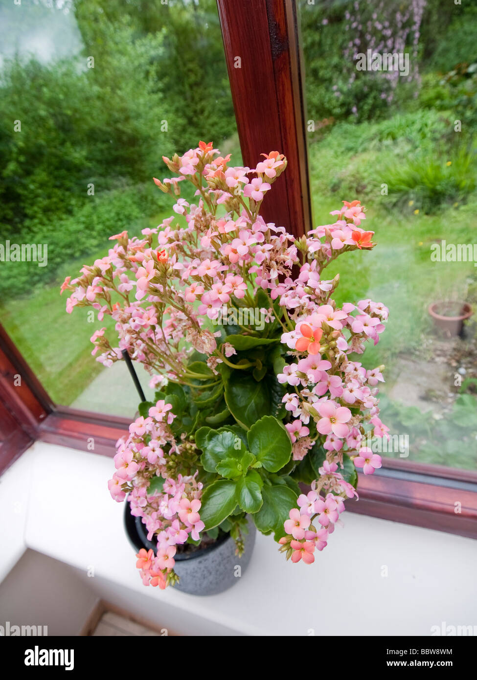 Conservatory plants room in hi-res stock photography and images - Alamy