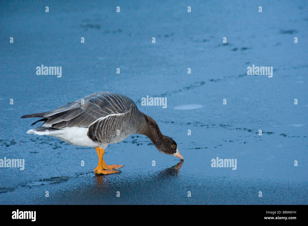 Bean goose Anser fabalis drinking surface water from iced pond Stock Photo