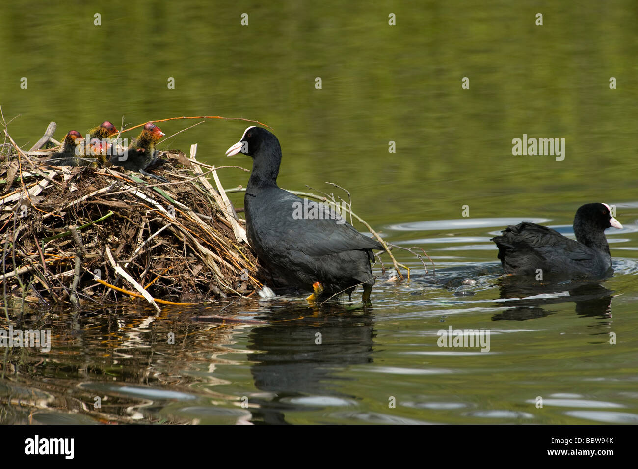 Eurasian coot Fulica atra chicks visible on nest as parents change over Stock Photo