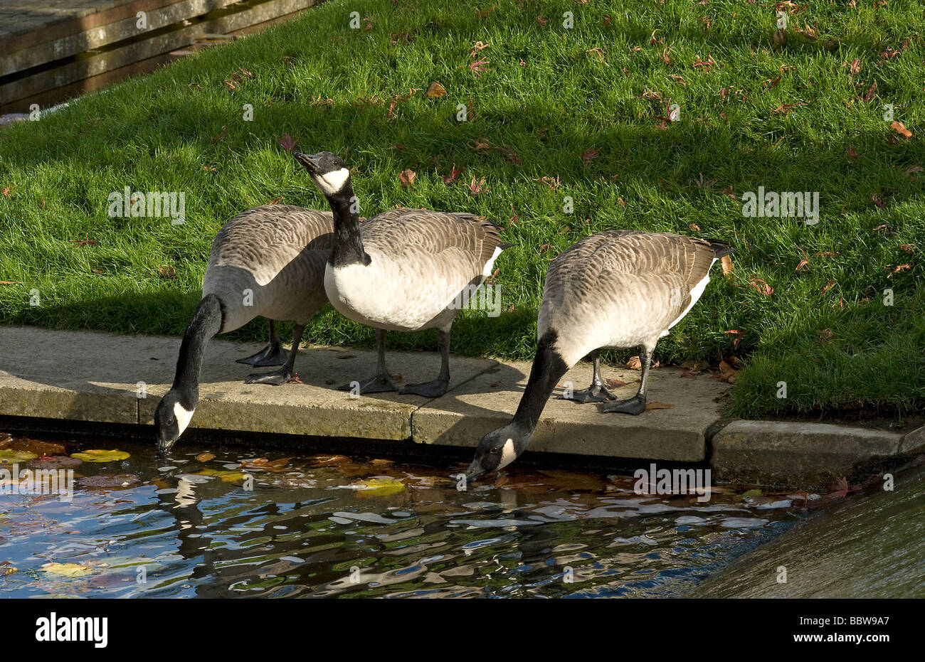 Two down one up Canada geese Branta canadensis drinking Stock Photo