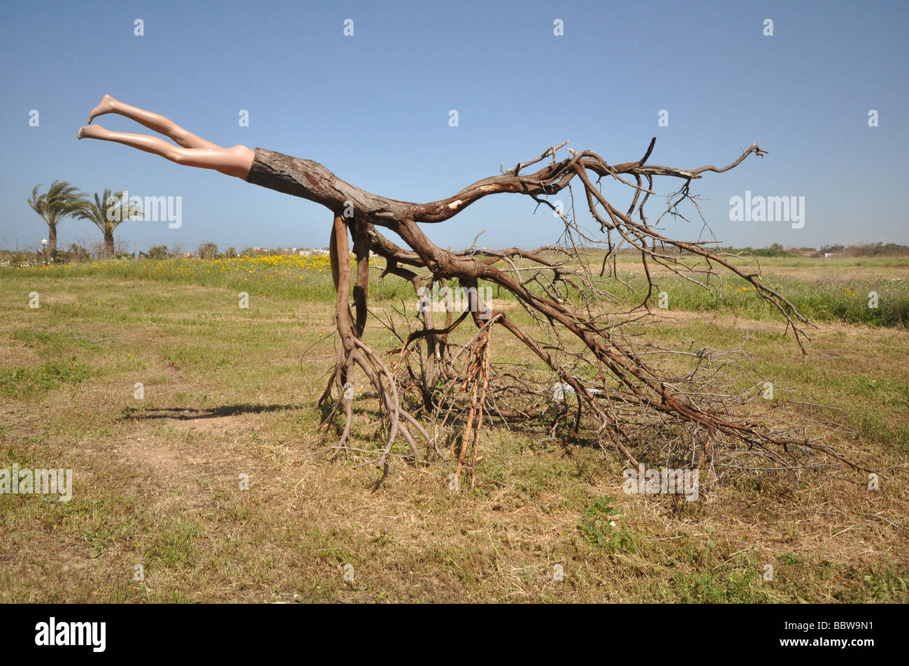 Israel Coastal Plains Arsuf Dina Park And Time to Displace 2009 Tree plastic mannequin By Tanya Priminger Stock Photo