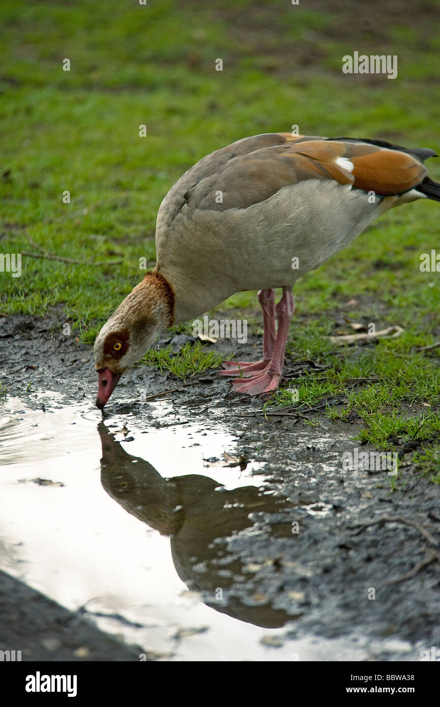 Egyptian goose Alopochen aegyptiacus bends down to drink after a rain shower with its reflection in the puddle Stock Photo