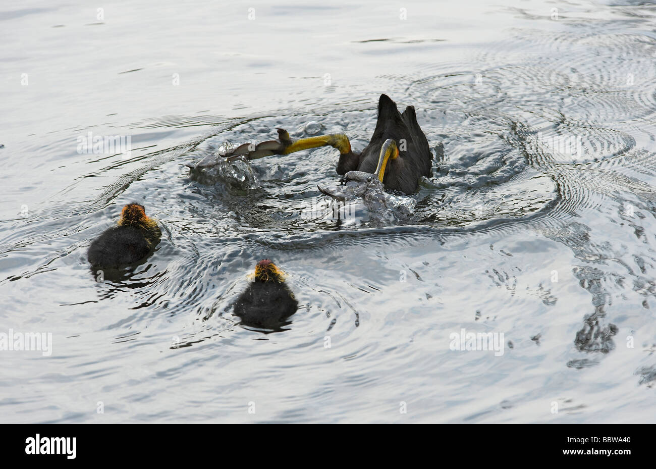 Pair of Eurasian coot Fulica atra chicks watch a parent dive to feed Stock Photo
