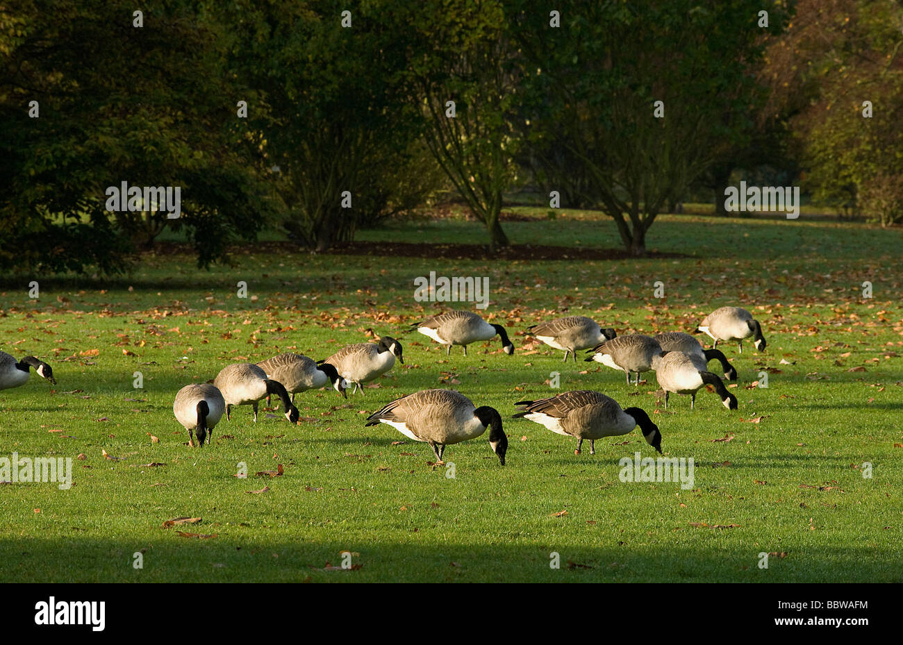 Flock of Canada geese Branta canadensis grazing on lawn at dawn Stock Photo