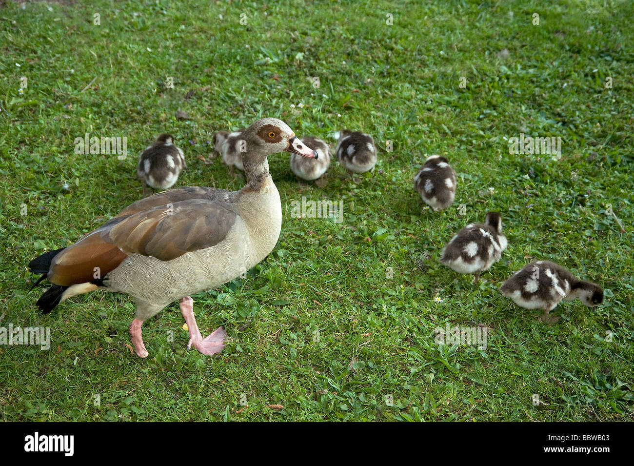 Egyptian goose Alopochen aegyptiacus lost foot defending 7 young goslings from predator probably a fox Stock Photo