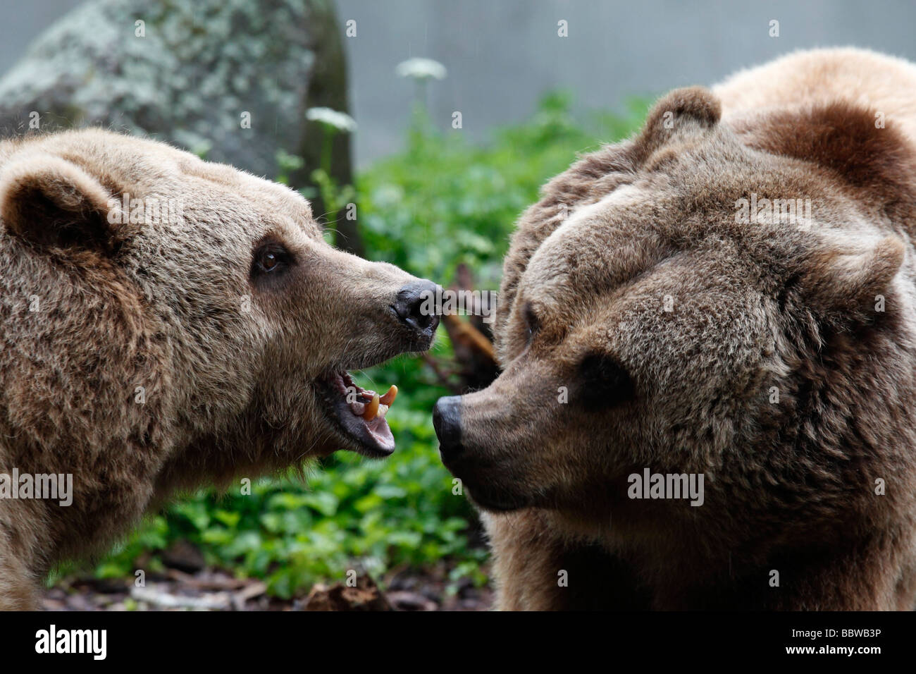 Germany Berlin Köllnischer Park european brown bears ursus arctos Stock Photo