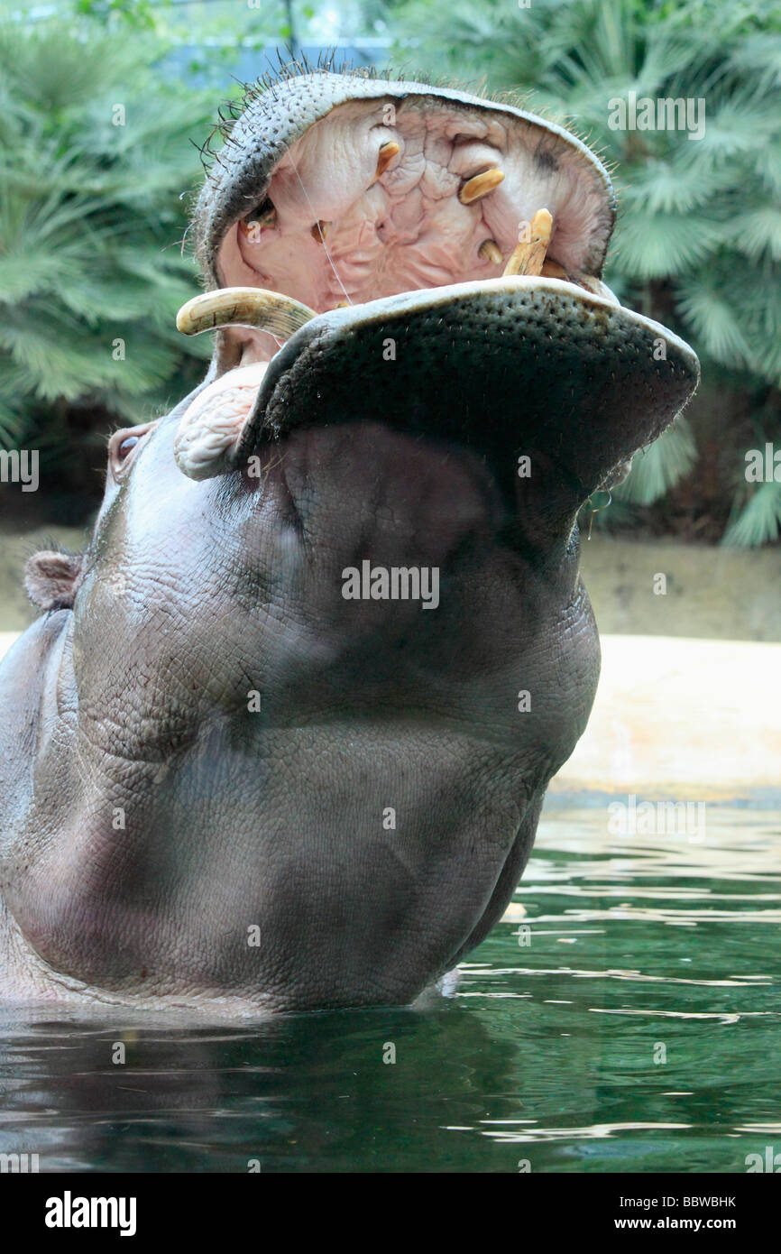 Berlin zoo hippopotamus hires stock photography and images Alamy