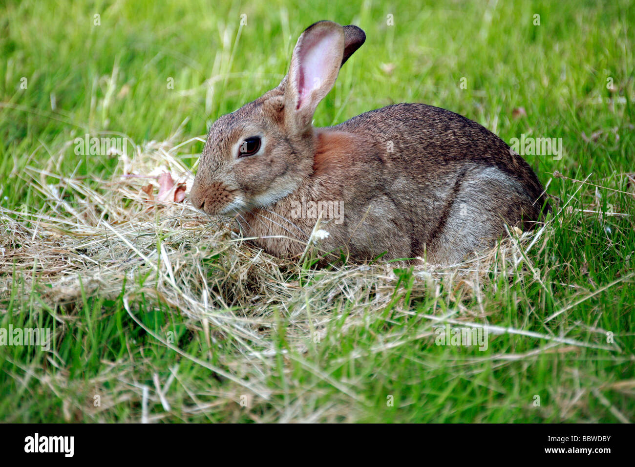 Rabbit pest hires stock photography and images Alamy