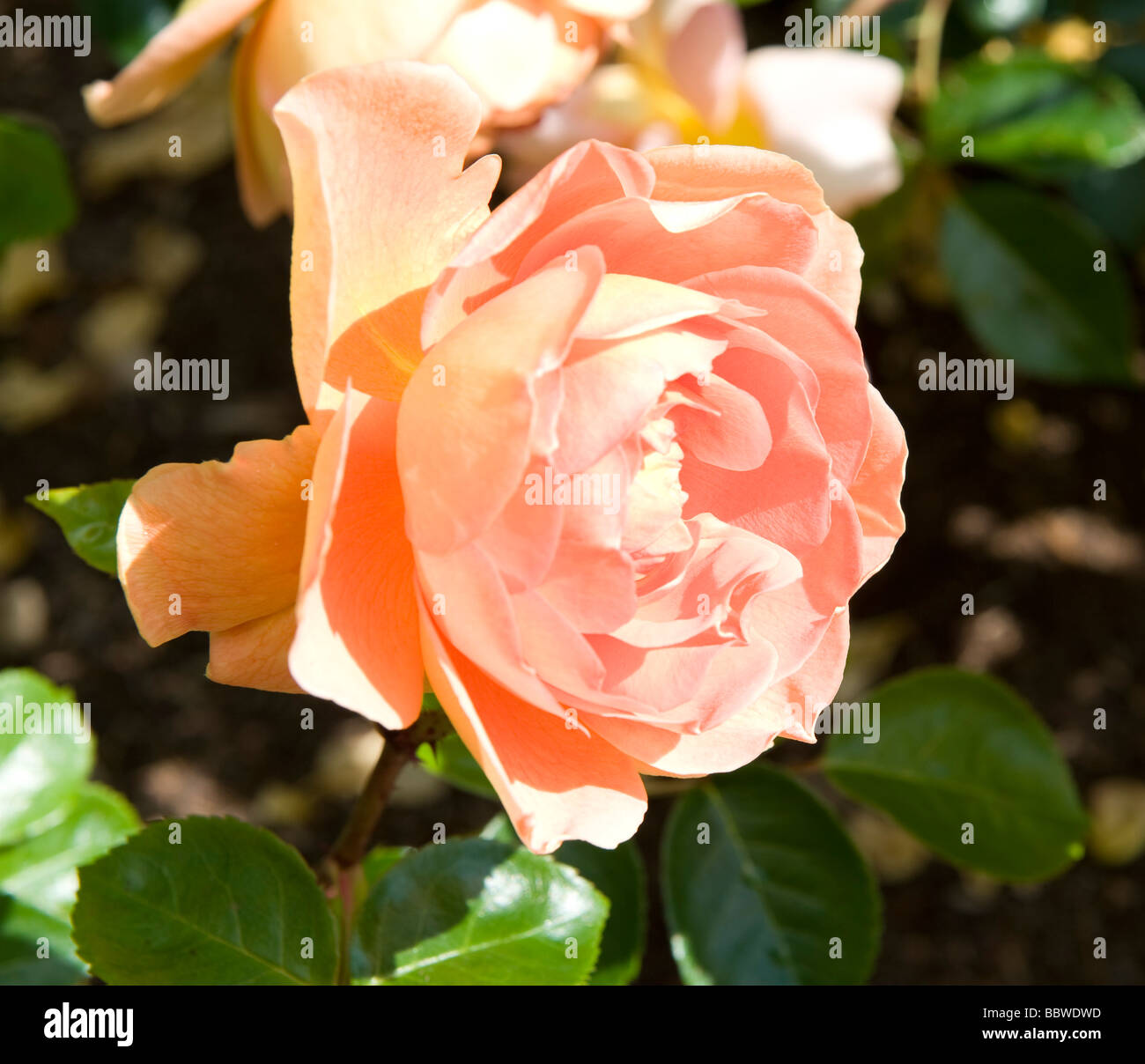 Rose Pat Austin Ausmum Stock Photo - Alamy
