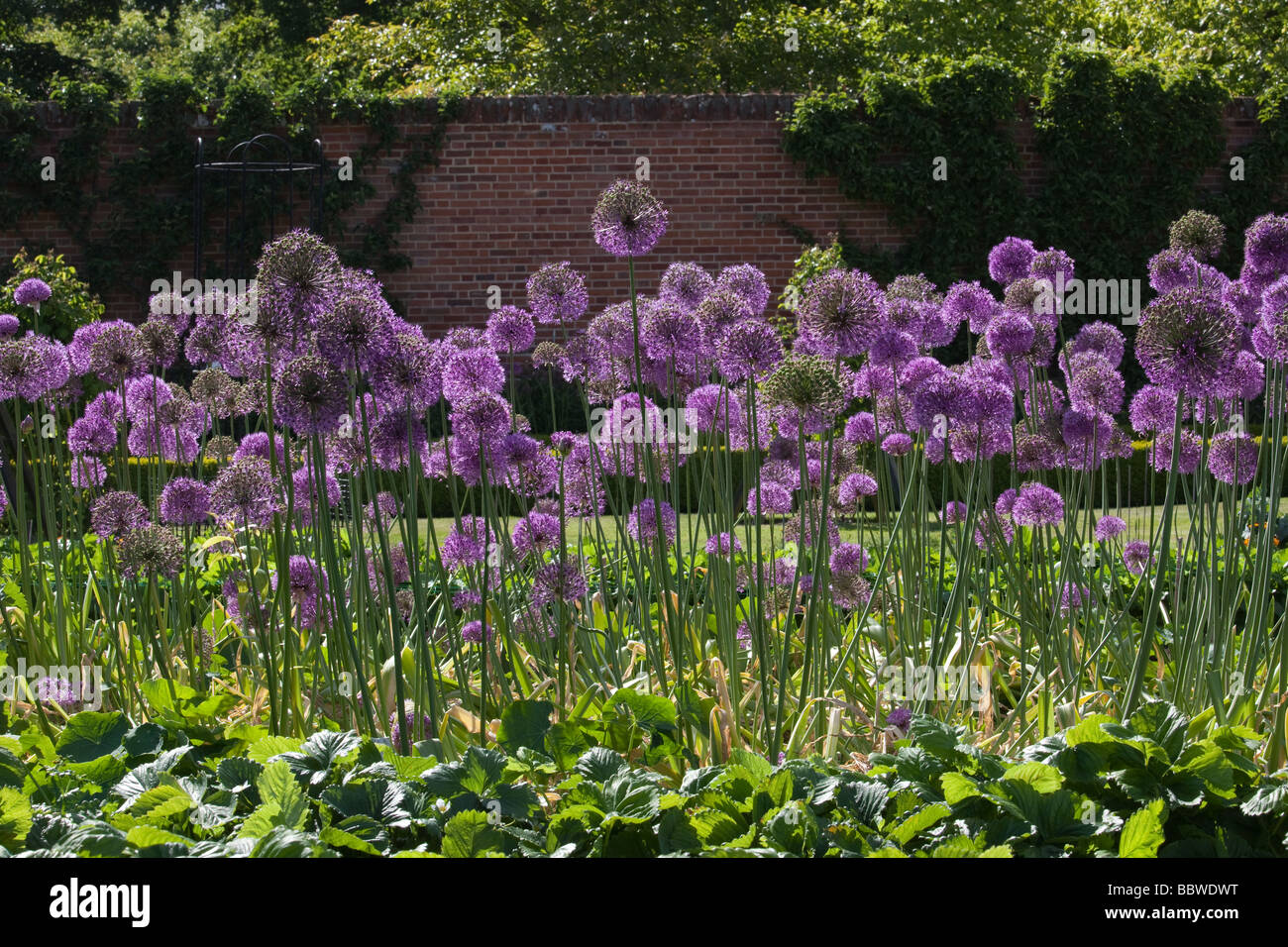 Alliums or Flowering Onion in walled garden June Stock Photo