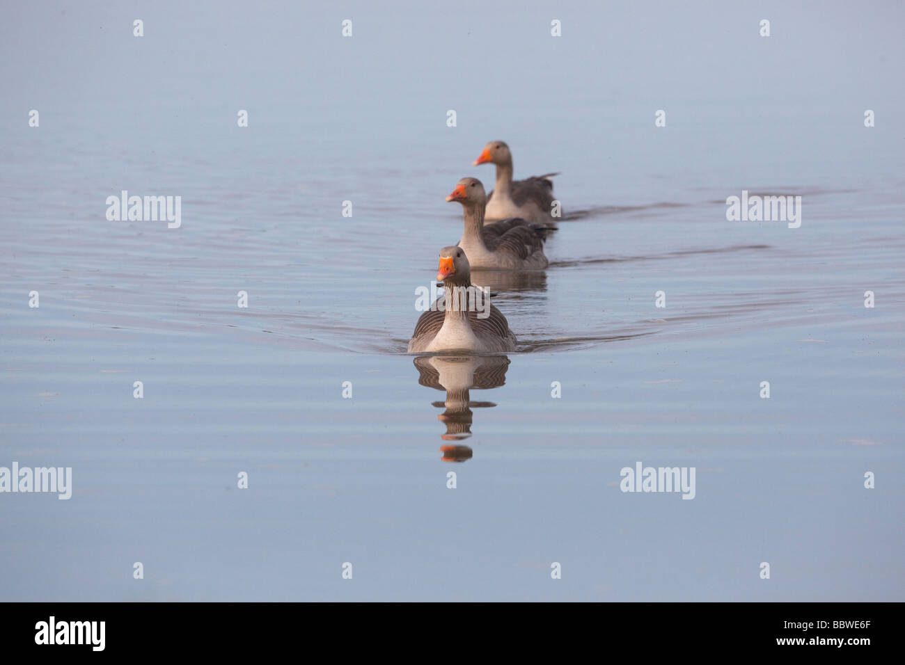 Greylag Goose Anser anser Family Group following leader Stock Photo